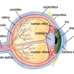 Estudia la anatomía del ojo aplicada a la iridología