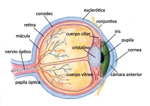 anatomia del ojo aplicada a la iridologia. Cursos de iridología