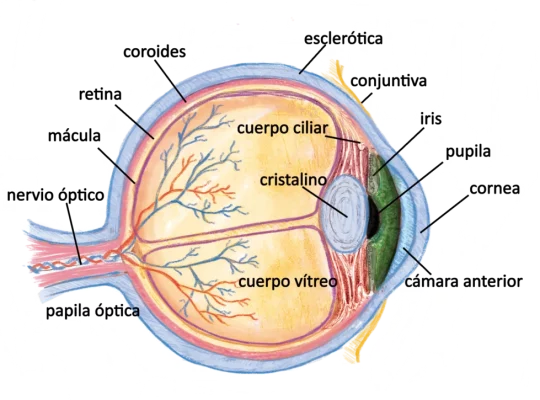 anatomia del ojo aplicada a la iridologia. Cursos de iridología