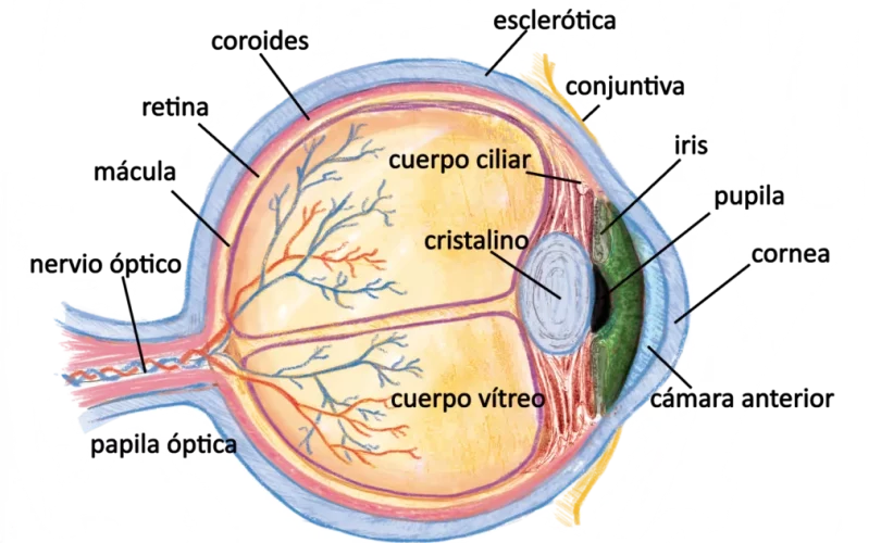 anatomia del ojo aplicada a la iridologia. Cursos de iridología